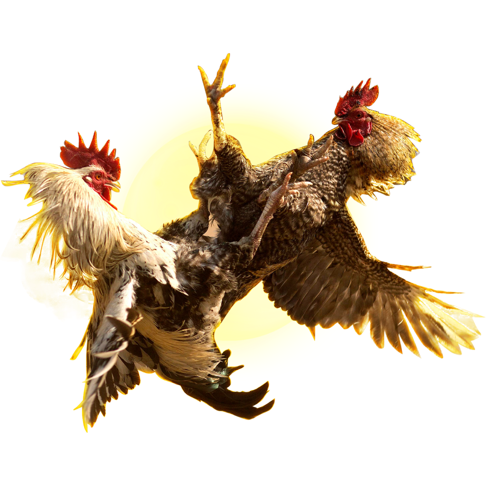 មាន់ជល់